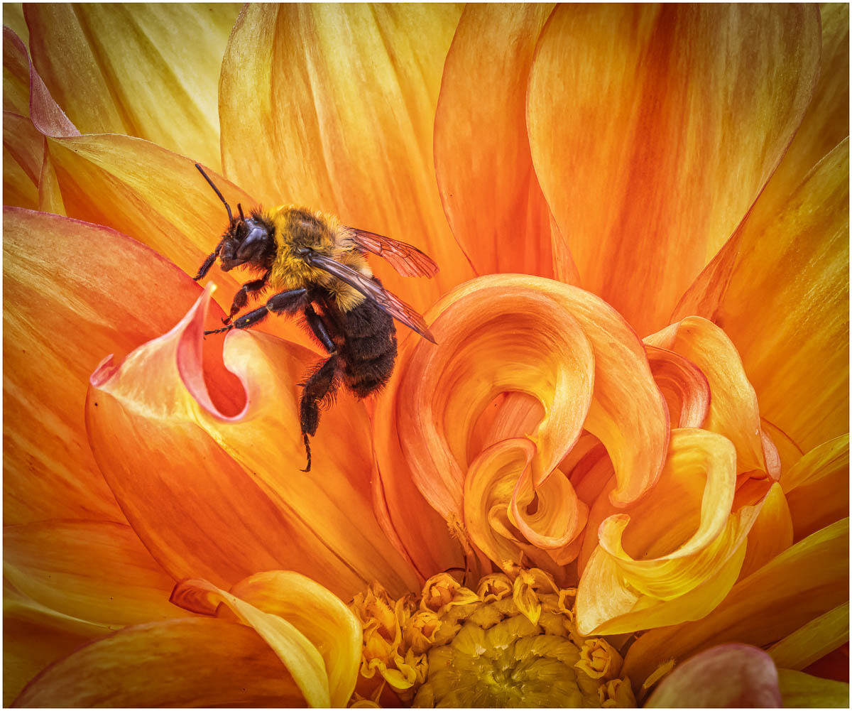 Fezell Nancy Dahlia with bee Nature   Botanical   Class A 20251022
